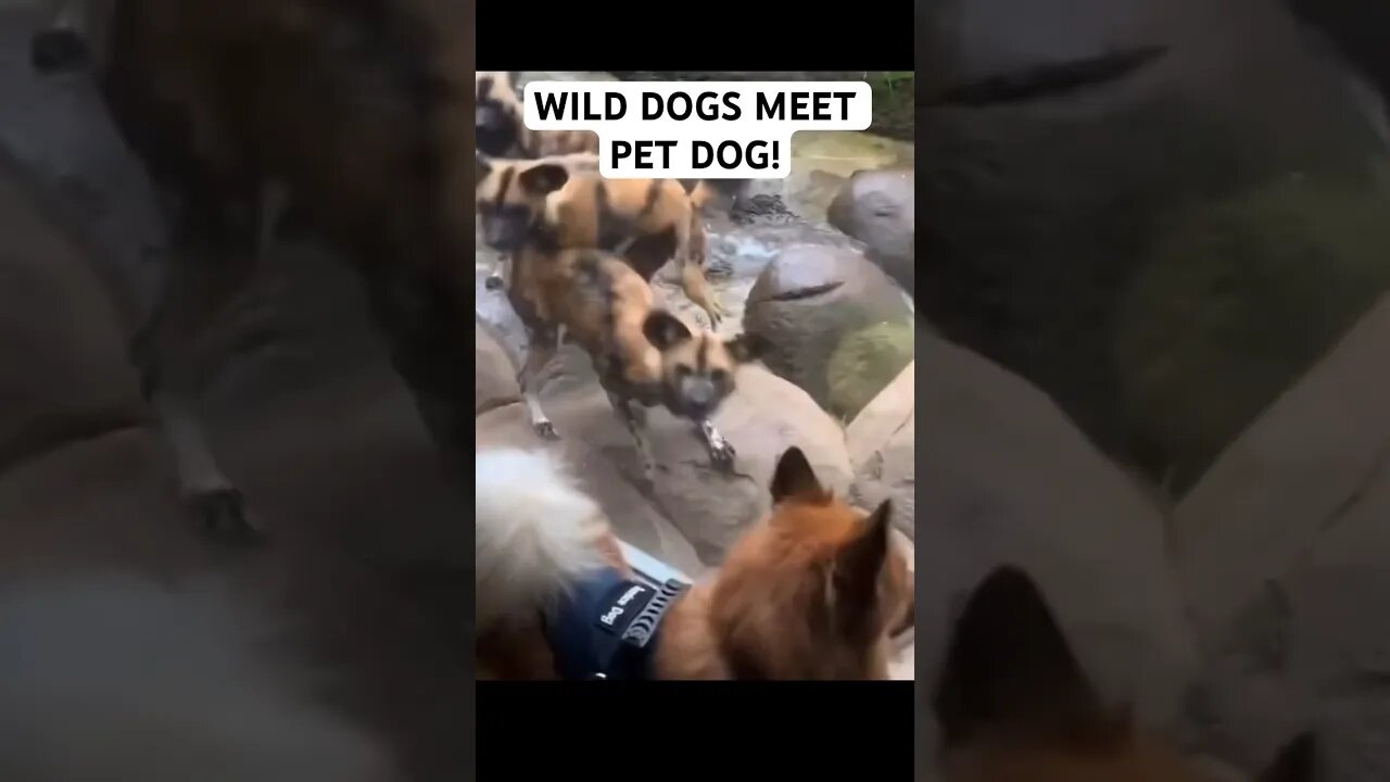 WILD Dogs meet PET Dog!