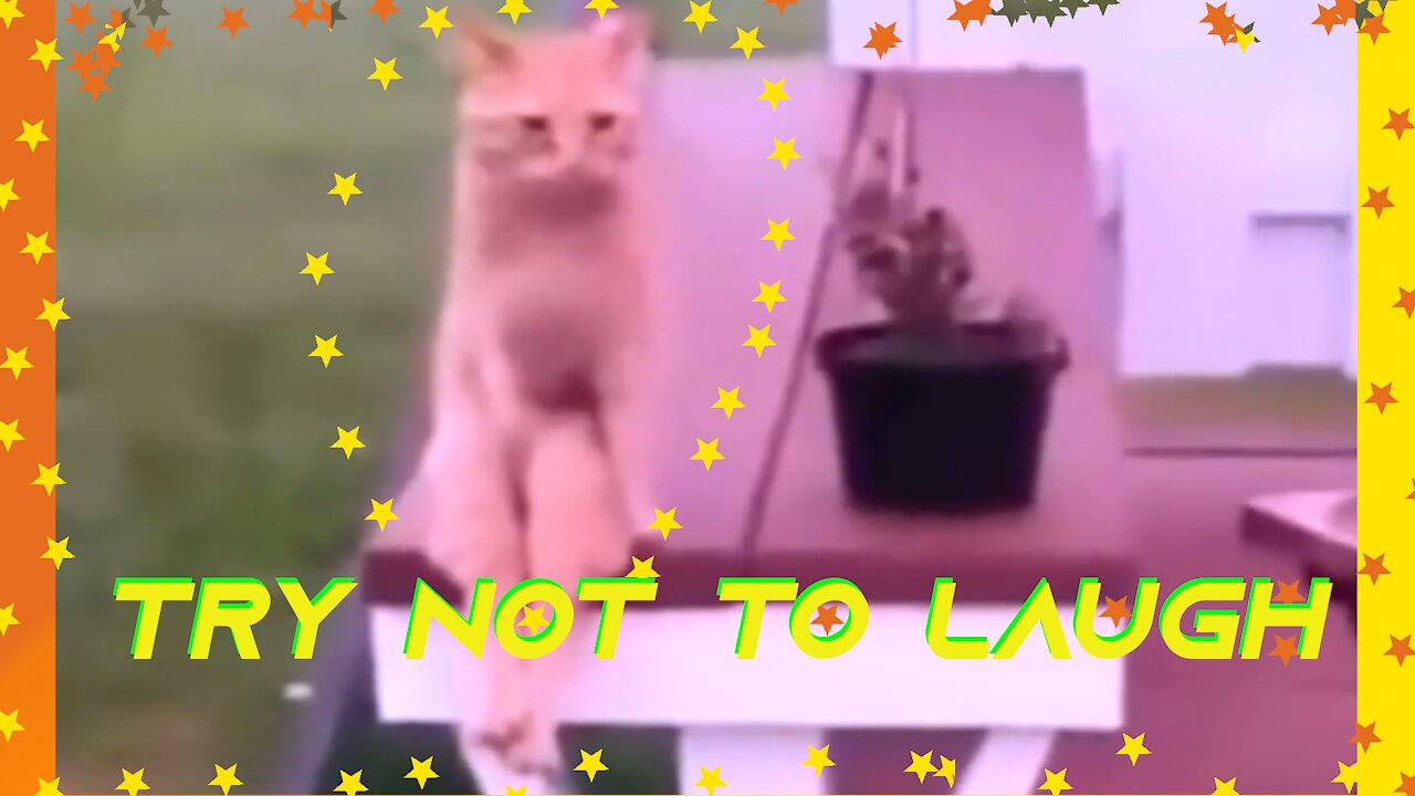 Funny Cats Laugh Alert Try not to laugh ... # 12