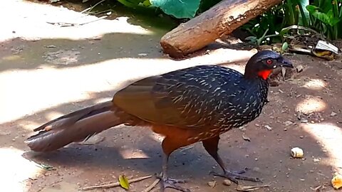 Jacu com fome em busca de comida