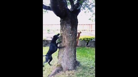 Dog catching Squirrel funny