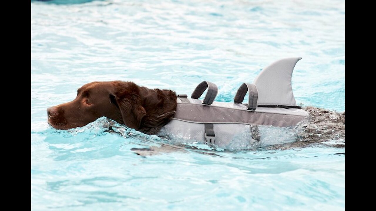 Dog life jacket swimming