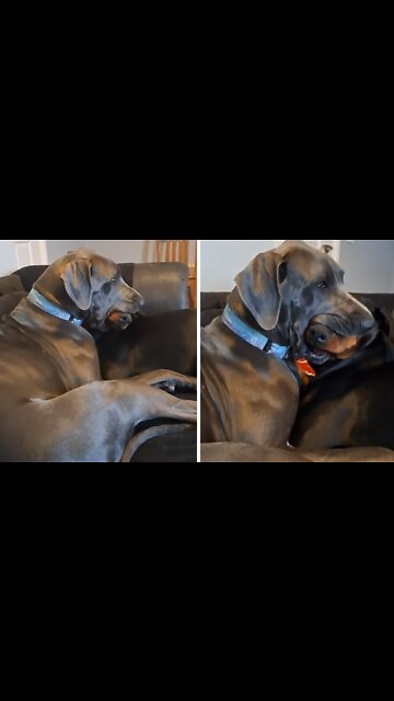 Great Dane hilariously holds dog's head in her mouth