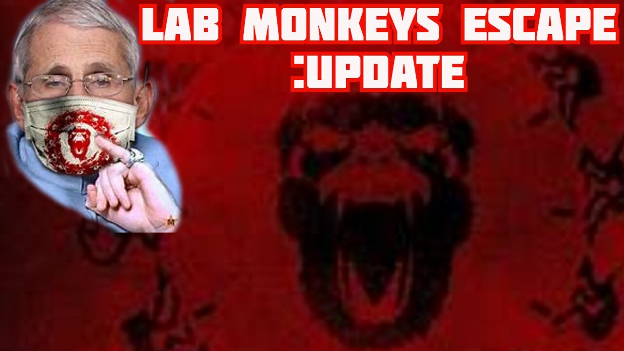 Lab Monkeys Escape After Truck Crashes: UPDATE