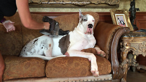 Deaf Great Dane Loves Being Massaged By Dyson Vacuum