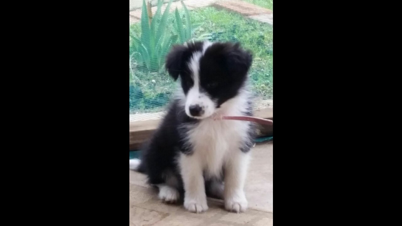 Border Collie Pup - Playing Alone Very Cute