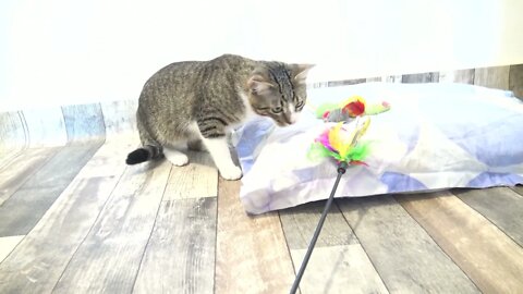 Kitten Stalks Toy