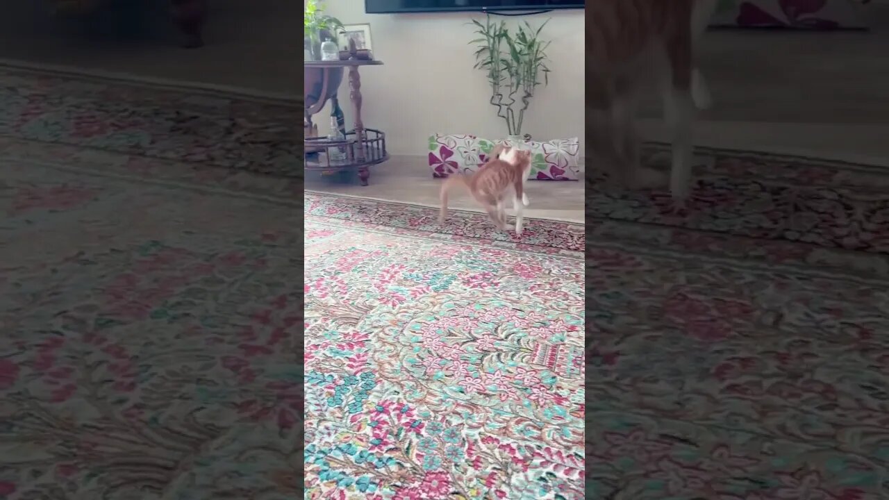Yeah he walk like this 😻 #cutekitty