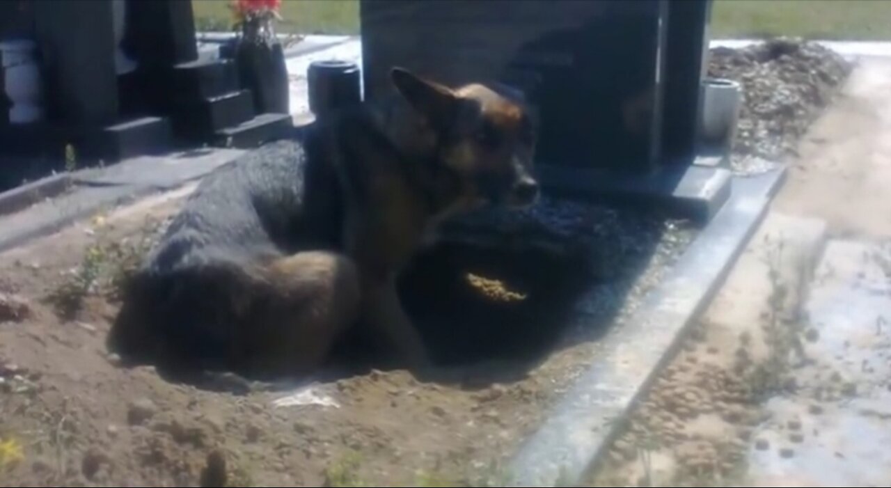 everybody said thish dog guarding owner grave but rescue team expose what is the matter