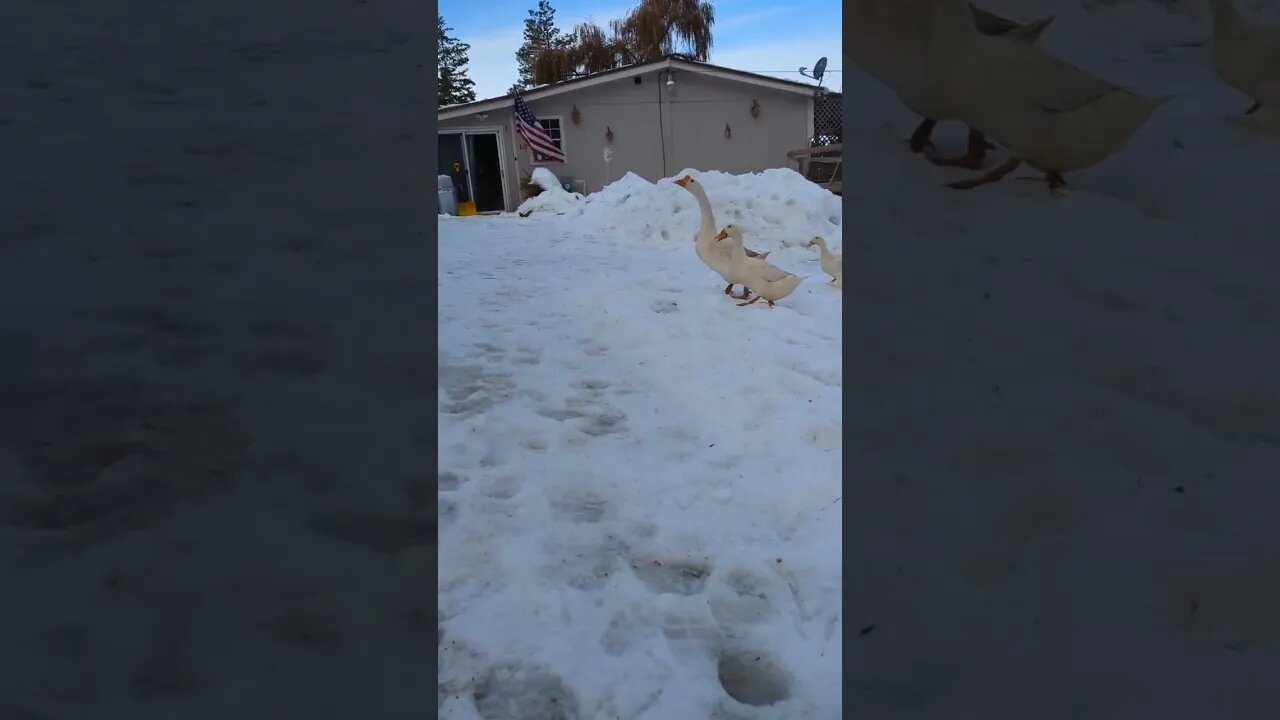 #shorts #ducks #geese
