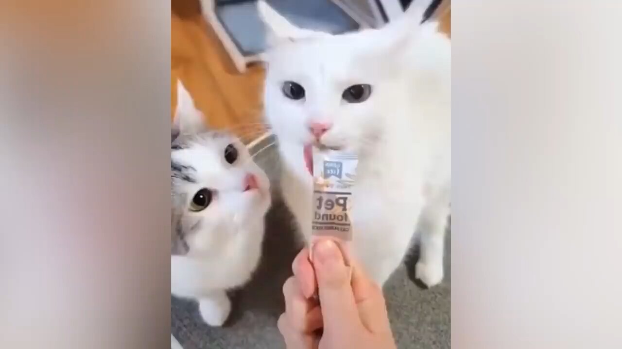 Funny Cats