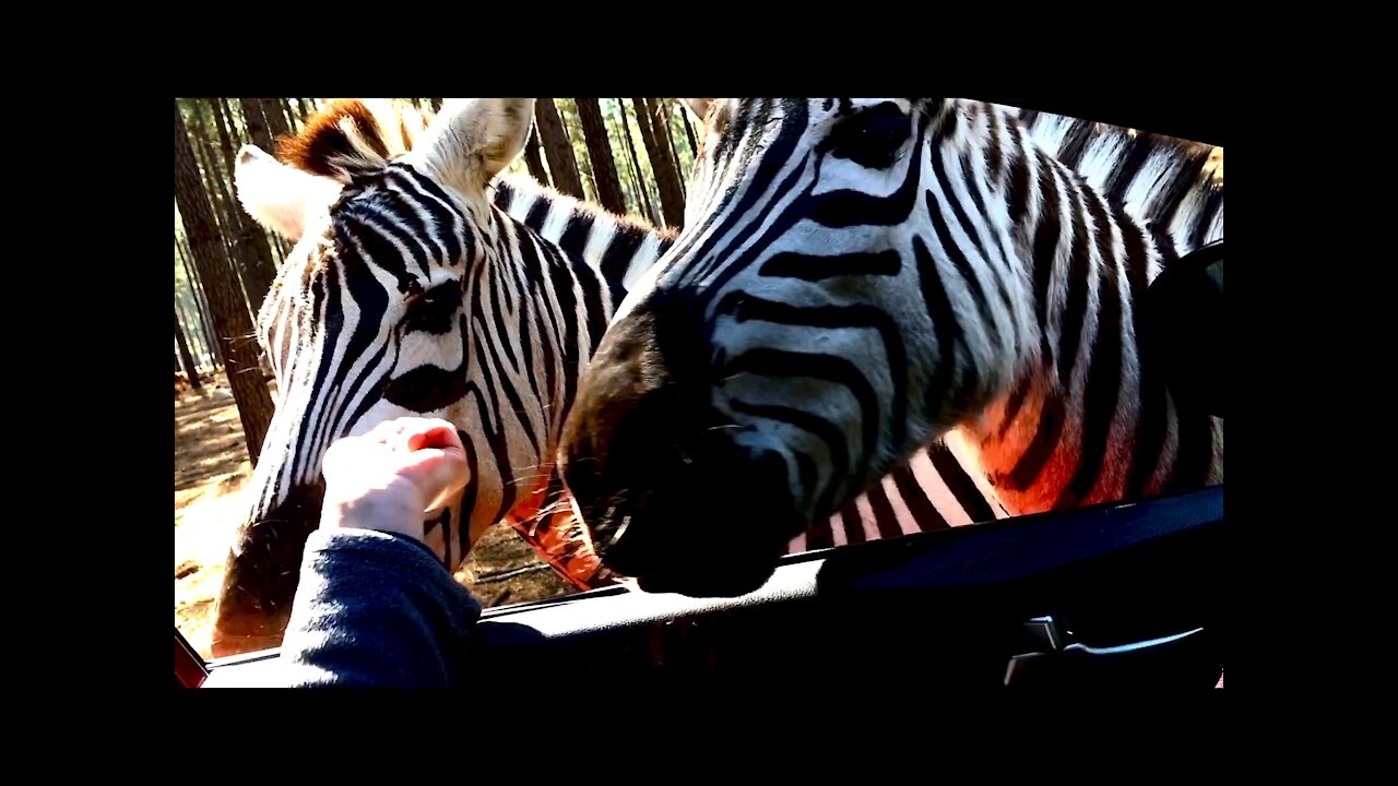 Zebra Scare