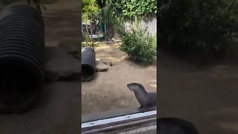 OTTER CHASES BUTTERFLY #animal