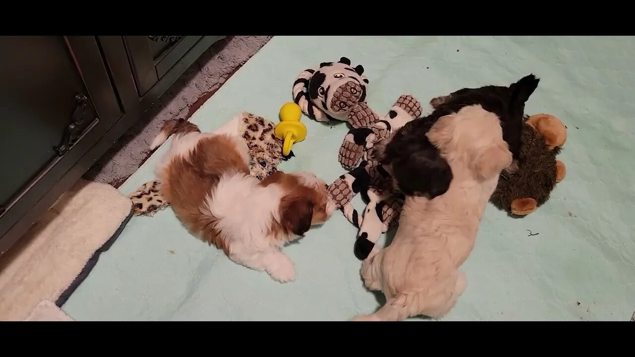 Too Cold to go Out(3)