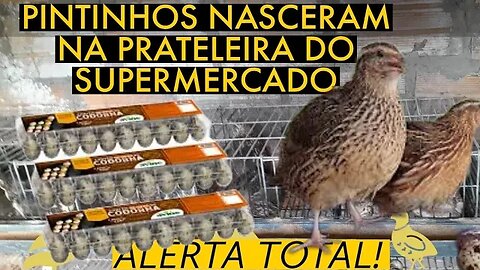 TOME CUIDADO COM O PRAZO DE VALIDADE DOS OVOS DAS SUAS CODORNAS @viverdecodorna