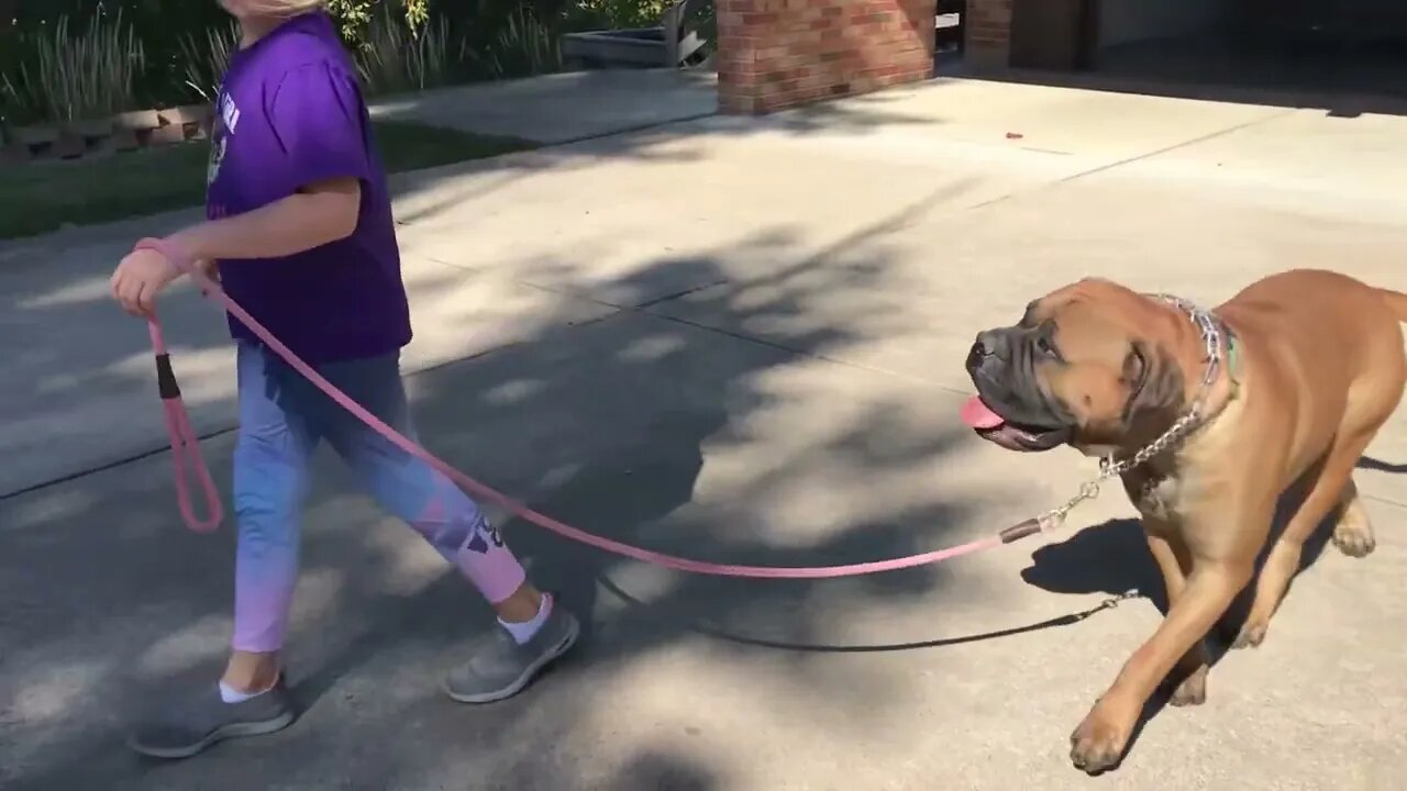LonelyCreek bullmastiff Addy playing with Willow