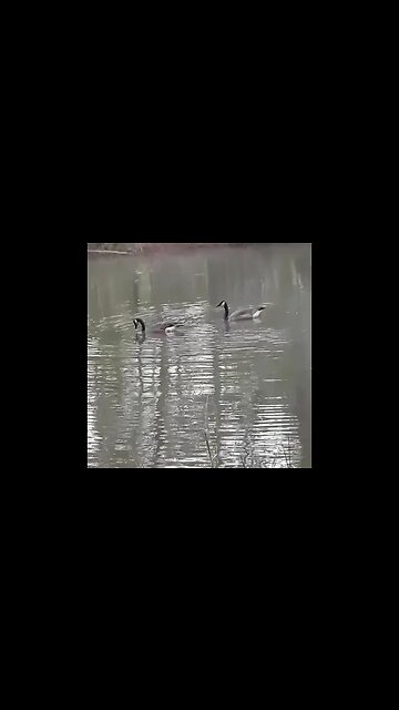 Early Morning Geese Diving!😁
