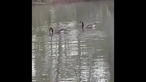 Early Morning Geese Diving!😁