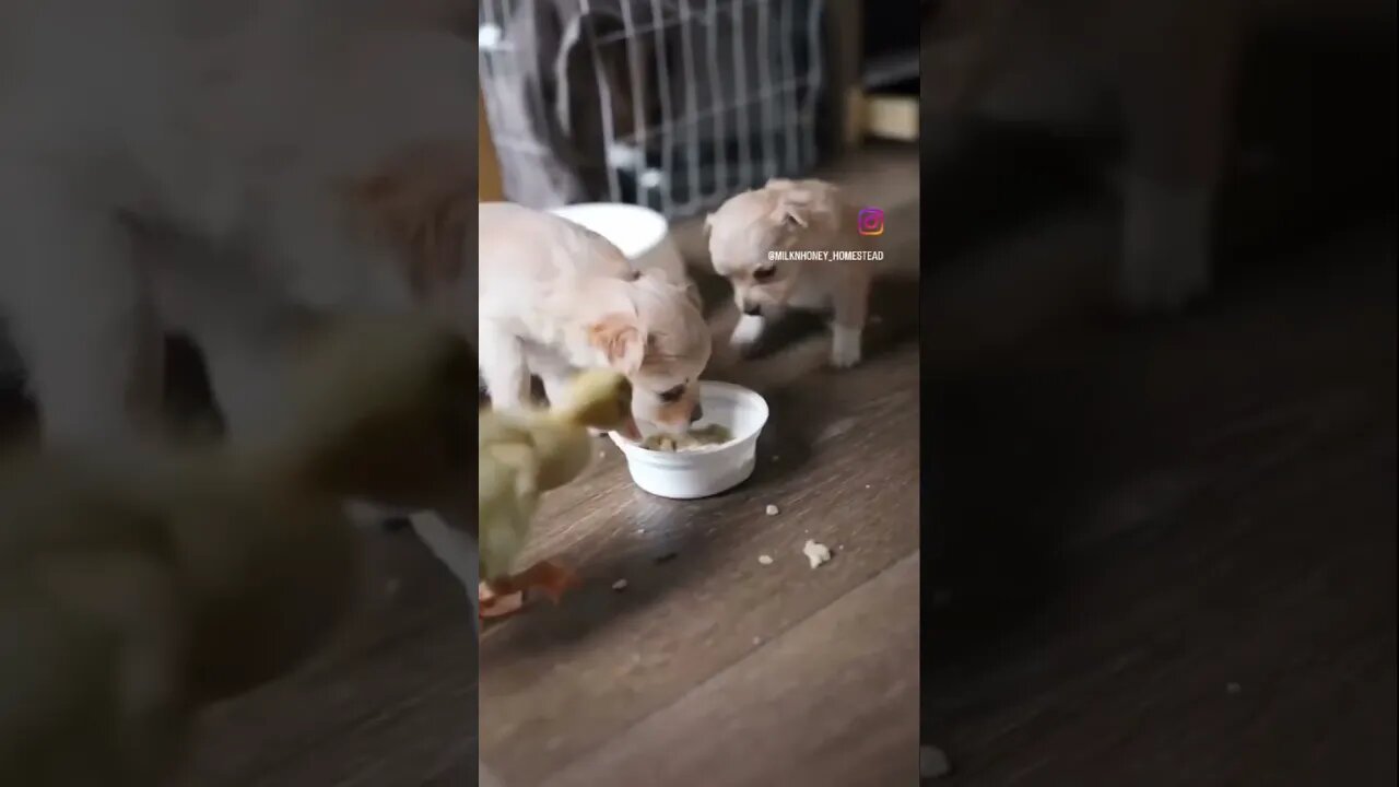 Puppies & Ducklings