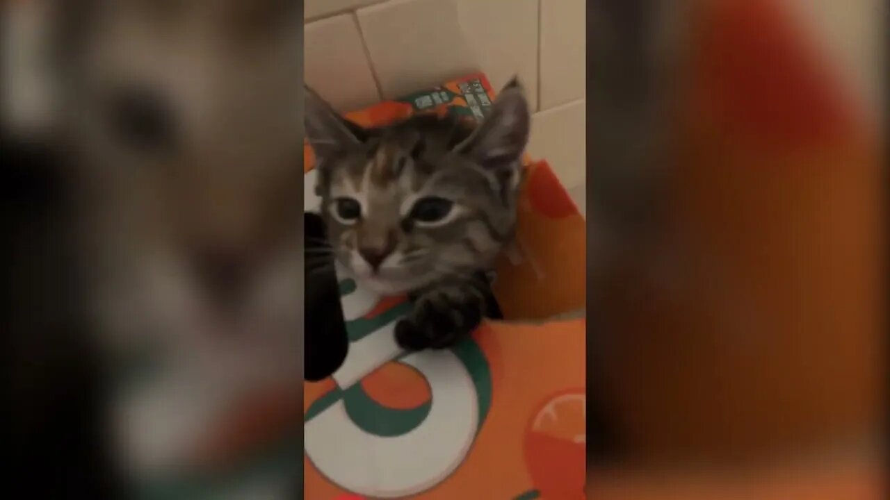 The new kitten is very playful