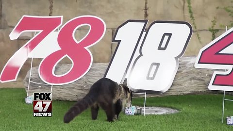 Zoo animal picks Nascar champ