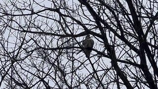 Red-Tailed Hawk James Gardens