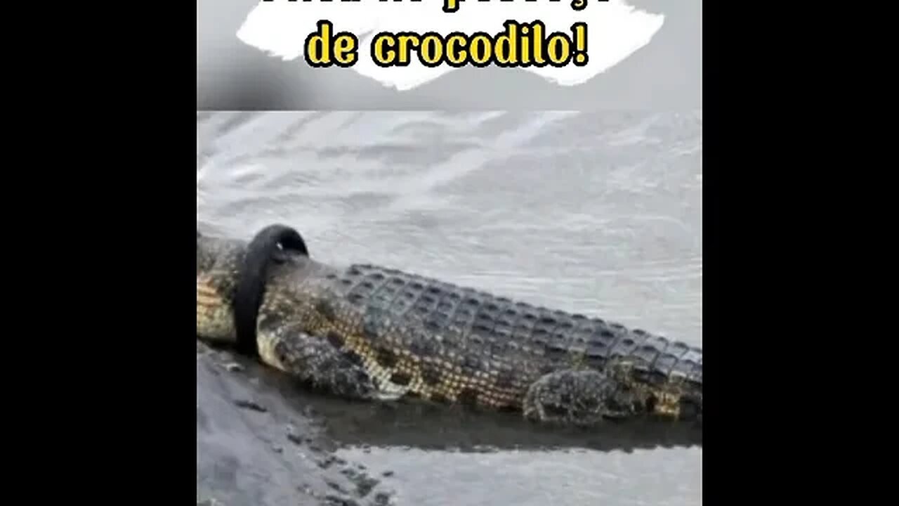 Pneu preso no pescoço de crocodilo #shorts