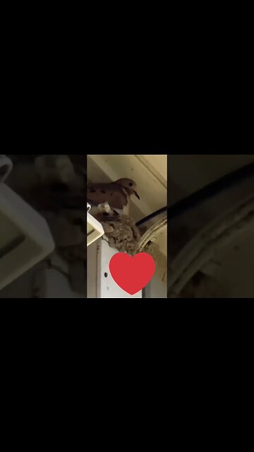 👀look what I found in the backyard 🫢 #gardening #birdnest #dove