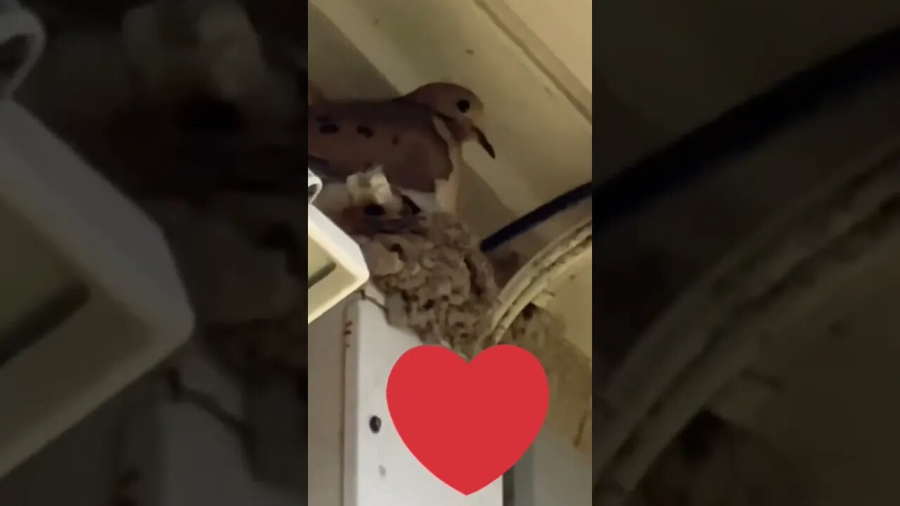 👀look what I found in the backyard 🫢 #gardening #birdnest #dove