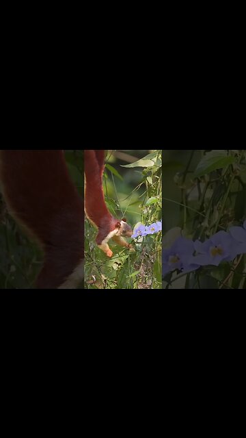 Malabar giant squirrel enjoying flowers for lunch