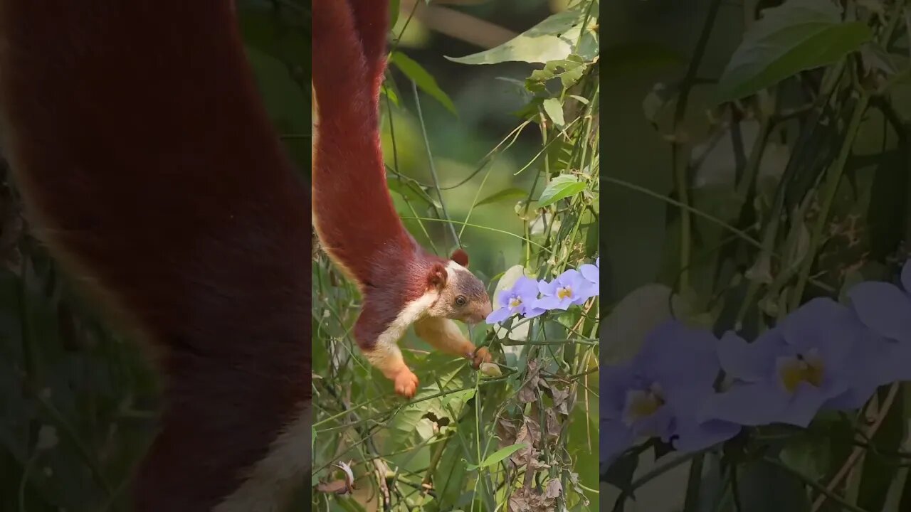 Malabar giant squirrel enjoying flowers for lunch