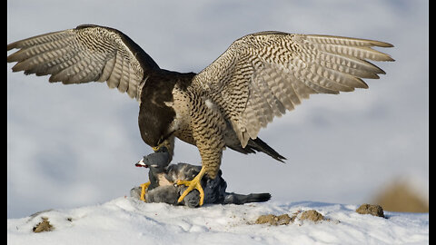 Attacking Falcon 😬😬😬😬🐟🦅🐟🦅