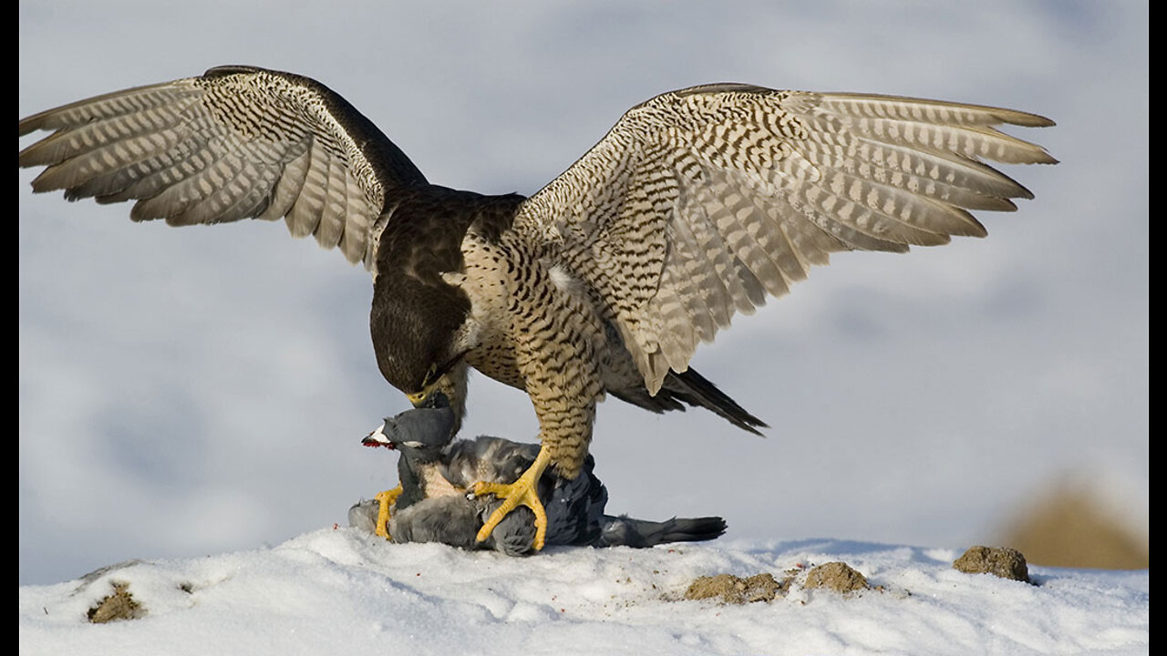 Attacking Falcon 😬😬😬😬🐟🦅🐟🦅