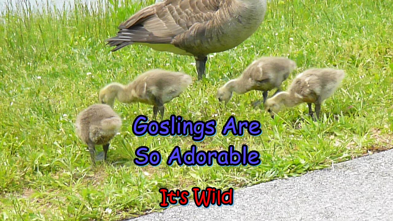 Goslings Are So Adorable