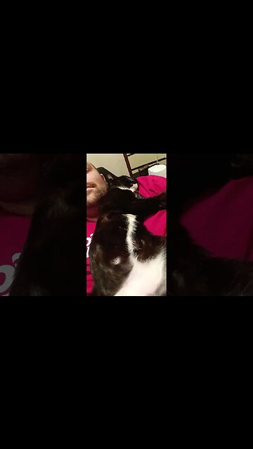 sweet dreams, sweet prince #shortsfeed #shortsvideo #cat #kitty #kittycat #catlover #youtubeshorts