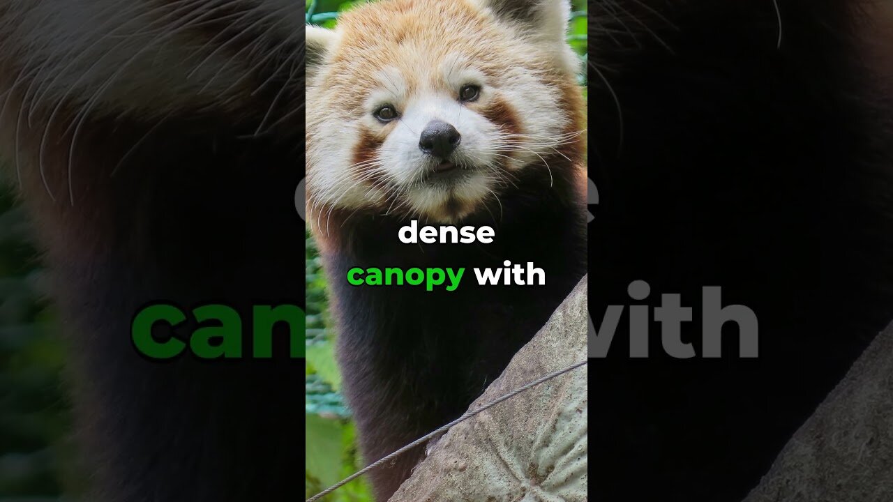 🐼Unveiling the Mystique of the Red Panda