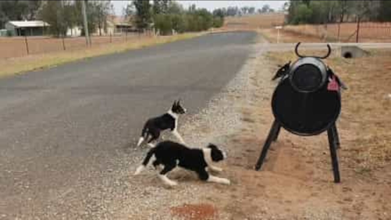 Une boîte aux lettres trouble ces deux chiens