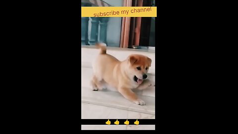 cute puppy 🐕😍