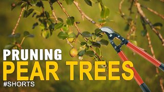 Pruning Pear Trees #SHORTS