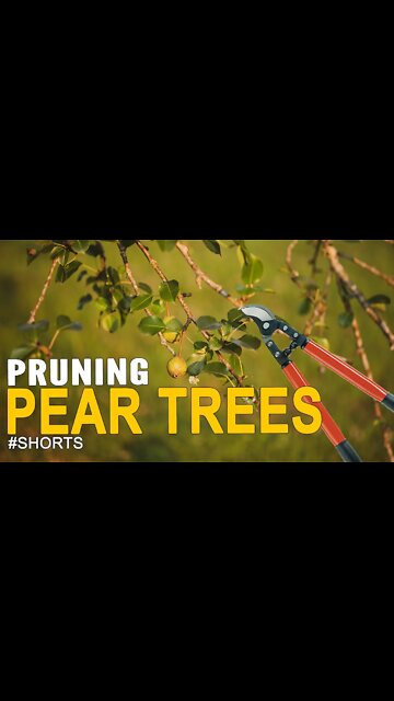 Pruning Pear Trees #SHORTS