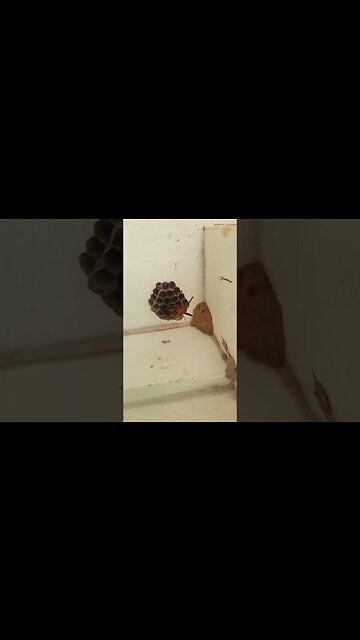 what would you do🤔💪🍟📺#wasp #weather