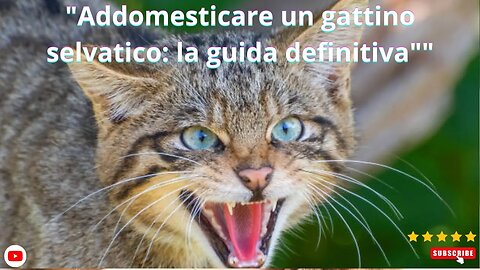 "Addomesticare un gattino selvatico: la guida definitiva"