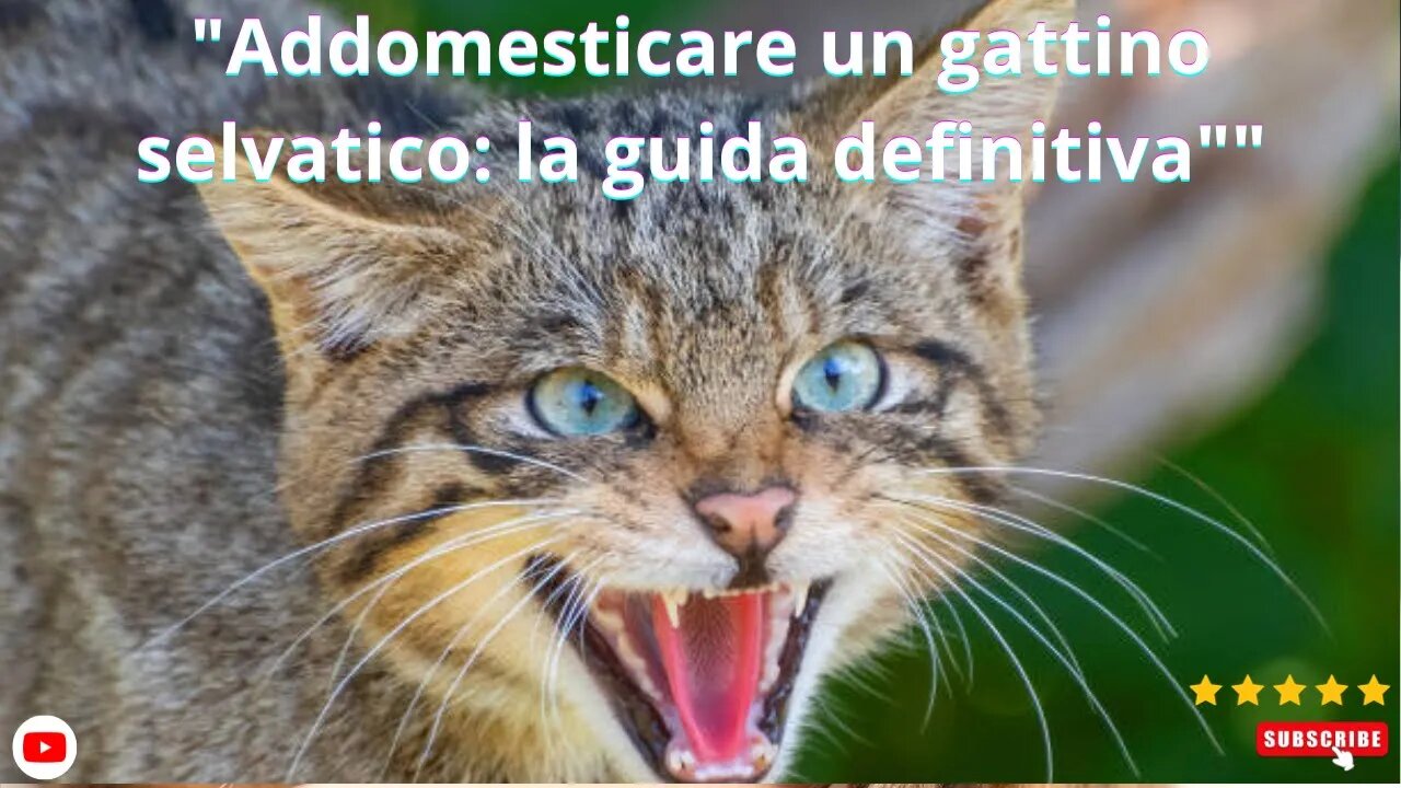 "Addomesticare un gattino selvatico: la guida definitiva"