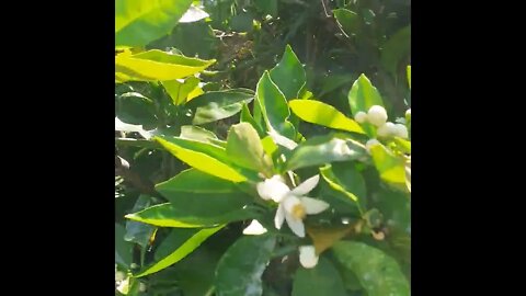My Home Garden #Home #Garden