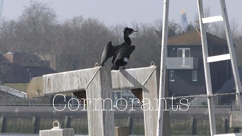 Cormorants