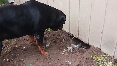 Rottweiler Ranger and mom molly hunting possums