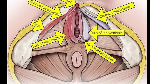02.Female Repro System. Perineum
