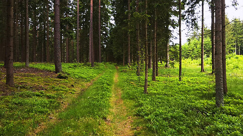 Lost in the Woods - ASMR Virtual Forest Walk Nature Sounds No Music