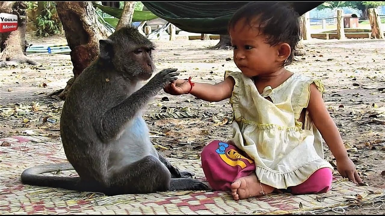 These Adorable Little Monkey Babies are so funny