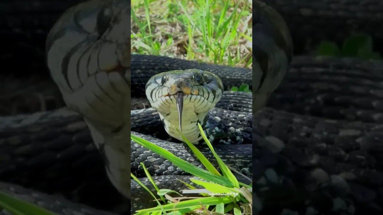 What does sticking out your tongue mean? Trying to give me a bite of Fantastic Beasts # Viper