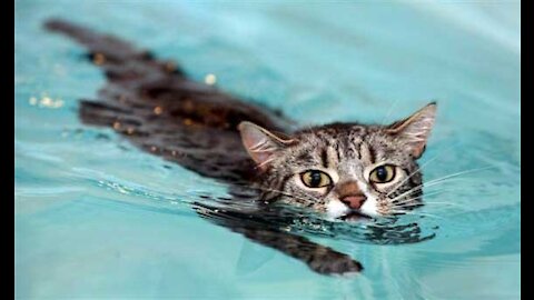 Swimming kitty 😎😻